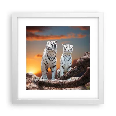 Produktbild von Gerahmtes Poster - Weißer Rahmen - Tiger weiß Rock Sonnenuntergang - 30x30 cm - Wand Bild - Wanddeko - Wandbilder - Wandposter - Bilderrahmen - Bilder - Kunstdruck - Wandbild - P2WAC30x30-2901