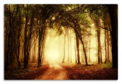 Produktbild von Wallario Frühstücksbrettchen aus Glas 20 x 30 cm mit rutschfesten Füßen, Motiv Sonnenuntergang auf dem Waldweg