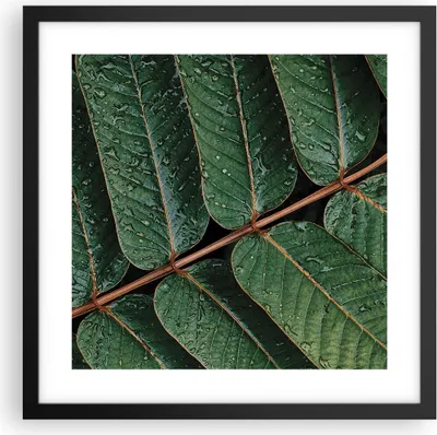 Produktbild von Gerahmtes Poster - Schwarzer Rahmen - Tropfen Wasser Blätter - 40x40 cm - Wand Bild - Wanddeko - Wandbilder - Kunstposter - Wandposter - Bilderrahmen - Bilder - Kunstdruck - Wandbild - P2BAC40x40-4328