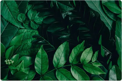 Produktbild von Küchenmatte 100x150 cm Vinylmatte Bodenmatte Dekoration -grüne Blätter