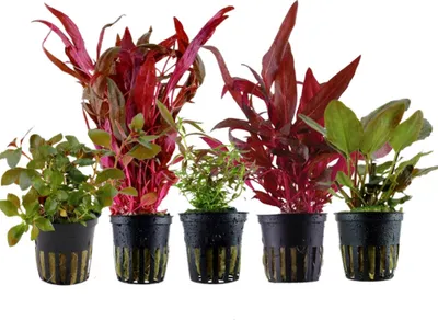 Produktbild von Pflanzen Set mit 5 schönen roten Topf Aquarium Wasserpflanzen AquaOne Nr.103