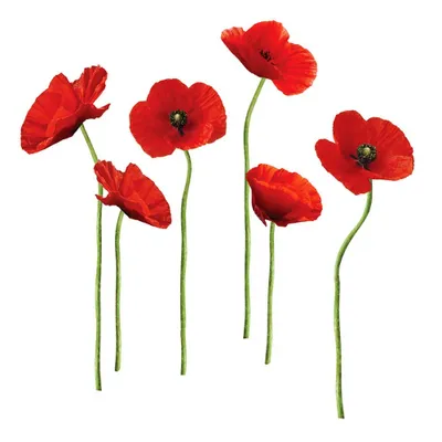 Produktbild von Wandsticker Mohnblumen Klatschmohn