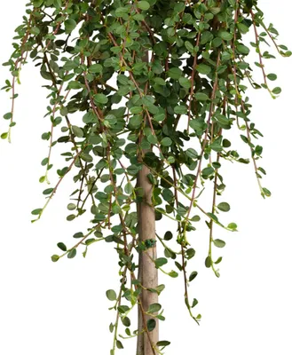 Produktbild von Kriechmispel ´QUEEN OF CARPETS´ auf einem Stamm 120 cm, Cont. 7,5 l