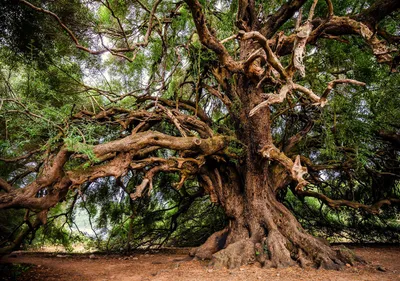 Produktbild von Fototapete Vlies 13011V8 Baum 4-tlg. 368 x 254 cm