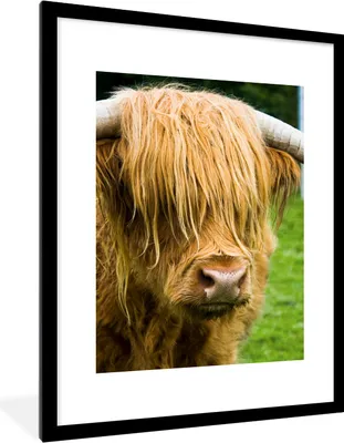 Produktbild von MuchoWow® Gerahmtes Poster Schottischer Highlander - Gras - Fell - Tiere - Kuh 60x80 cm - Poster mit Schwarzem Bilderrahmen Wandposter Rahmen Foto Bilder - Wohnzimmer - Dekorationen - Prämie