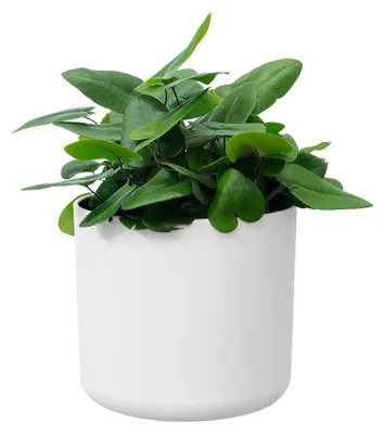 Obrázek produktu pro elho 8711904229344, Bílá, Plast, Kulatý, 100%, 100%, 160 cm