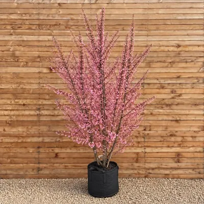 Produktbild von Zierkirsche Okame 200-250 cm - Prunus mehrstämmig