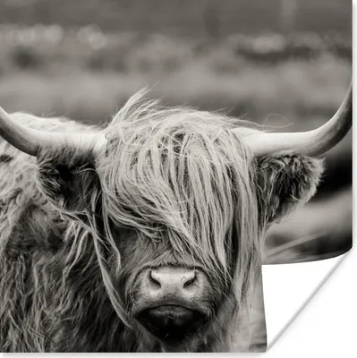 Produktbild von MuchoWow® Poster Schottischer Highlander - Kuh - Tiere - Schwarz-Weiß - Ländlich 100x100 cm - Babyzimmer