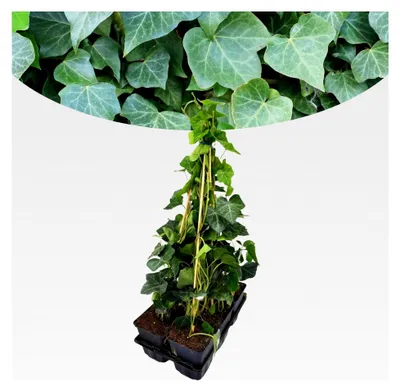 Produktbild von Hedera Hibernica Großblättriger Irischer Efeu 6 Stück I 40 cm x ⌀9 cm, geeignet für Gartenhecken, Efeuwand Sichtschutz Heckenpflanze Kletterpflanze Deko, frisch aus unserer Gärtnerei