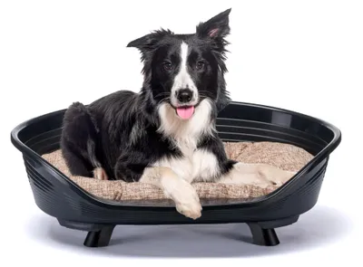 Produktbild von Ferplast Hundebett & Katzenbett mit Baumwollkissen, erhöhtes Hundebett Medium, H
