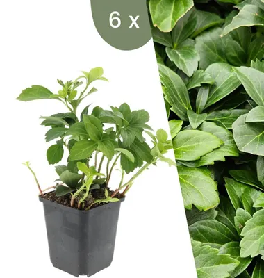 Image de Plants by Frank | 6 Plantes de pachysandre du Japon | Pachysandra terminalis | Couvre-sol rustique | Vivaces rustiques | Plantes de jardin