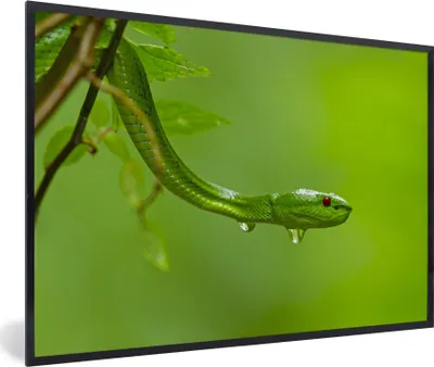 Produktbild von MuchoWow® MuchoWow® Gerahmtes Poster Grüne Schlange aus der Nähe 30x20 cm - Poster mit zchwarzem Bilderrahmen - Kunstdruck - Bild-Poster