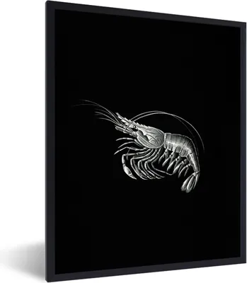 Produktbild von MuchoWow® Gerahmtes Poster Shrimps - Vintage - Ernst Haeckel - Tiere - Kunst 30x40 cm - Poster mit Schwarzem Bilderrahmen Wandposter Rahmen Foto Bilder - Wanddeko - Kunstdrucke