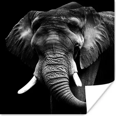 Produktbild von MuchoWow® Poster Elefant - Zähne - Schwarz - Weiß 100x100 cm - Babyzimmer