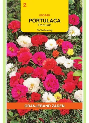 Obrázok produktu pre Oranjeband Portulaca Grandiflora – Zmes odrody s oranžovými kvetmi – 1 balenie semien