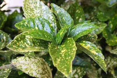 Zdjęcie produktu dla Aucuba jap. 'Variegata' - Golden Laurel Pojemnik 30-40 cm