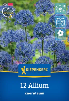 Produktbild von Kiepenkerl Herbstblumenzwiebel Zierlauch Allium caeruleum 12 Stück