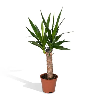 Produktbild von Meergroothandel Yucca Elephantipes Palmlilie - 65 cm, Ø14 cm