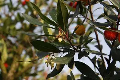 A close-up view of an Arbutus unedo tree branch with leaves, flowers, and fruits.