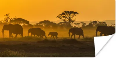 Produktbild von MuchoWow® Poster Elefantenherde bei Sonnenaufgang 160x80 cm - Foto Poster
