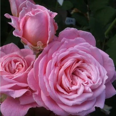 Obrázok produktu pre Ruža  - Kordes Parfuma® Rose - Ruža 'Rosengräfin Marie Henriëtte'®