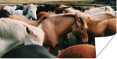 Produktbild von MuchoWow® Poster Pferde - Tiere - Spiel 160x80 cm - Foto Poster