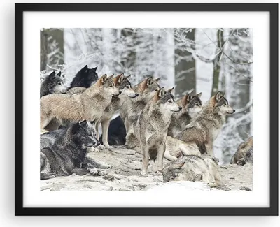 Produktbild von Gerahmtes Poster - Schwarzer Rahmen - Rudel Wölfe Winter - 50x40 cm - Wand Bild - Wanddeko - Wandbilder - Kunstposter - Wandposter - Bilderrahmen - Bilder - Kunstdruck - Wandbild - P2BAA50x40-4357
