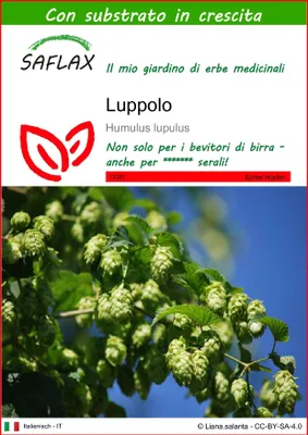Immagine prodotto di SAFLAX - Luppolo - 50 semi - Con substrato - Humulus