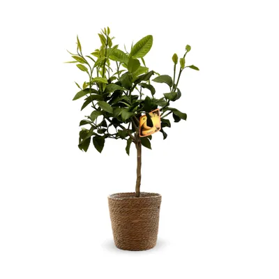Image de Bergamote avec panier en jonc de mer - agrume méditerranéen - arbre fruitier - ↕ 75-85 cm - ⌀ 22 cm