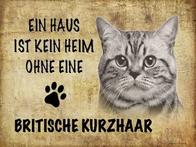Produktbild von vianmo Holzschild 30x40 cm Britische Kurzhaar Katze