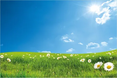 Produktbild von Wallario Poster - Sommerwiese - Weiße Gänseblümchen vor blauem Himmel, Kunstdruck Größe: 61 x 91,50 cm