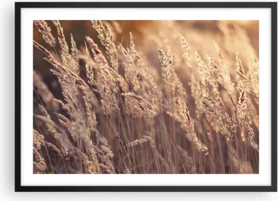 Produktbild von Gerahmtes Poster - Schwarzer Rahmen - Boho Ähren Feld - 70x50 cm - Wand Bild - Wanddeko - Wandbilder - Kunstposter - Wandposter - Bilderrahmen - Bilder - Kunstdruck - Wanddekoration - P2BAA70x50-4838