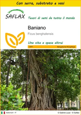 Immagine prodotto di SAFLAX Insieme di coltivazione - Baniano - 20 semi - Ficus