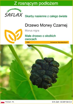 Zdjęcie produktu dla SAFLAX - Drzewo Morwy Czarnej - 200 Nasiona - Z podłożem uprawowym wolnym od zarazków - Morus nigra