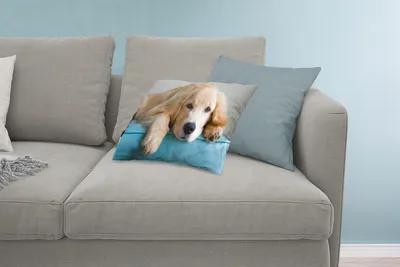Produktbild von MuchoWow® Zierkissen Sofakissen Wohnzimmer Dekokissen 60x40 cm Ein liegender Golden Retriever - Kopfkissen - Polster mit Foto