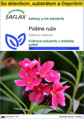 Obrázok produktu pre SAFLAX Kultivačný set - púštne ruže - Adenium obesum - 8 Semená - S mini skleníkom, pestovateľským substrátom a 2 črepníkmi