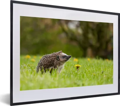 Produktbild von MuchoWow® MuchoWow® Gerahmtes Poster Igel im Gras 40x30 cm - Poster mit zchwarzem Bilderrahmen - Bilderrahmen - Poster im Rahmen