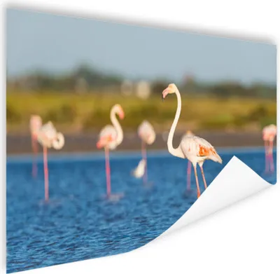 Produktbild von MuchoWow® Poster Eine Gruppe von Flamingos im Wasser 180x120 cm - Fotoplakat