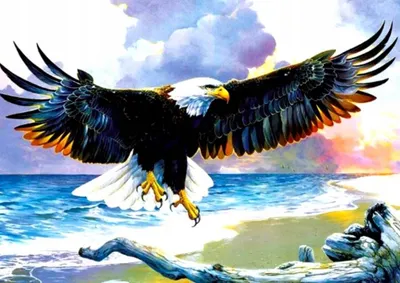 Produktbild von Norimpex Diamant-Gemä lde Eagle 30x40cm