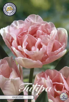 Artikelbild 2 von 'Tulpe Angelique (7 Stück)' aus der Kategorie Tulpenzwiebeln