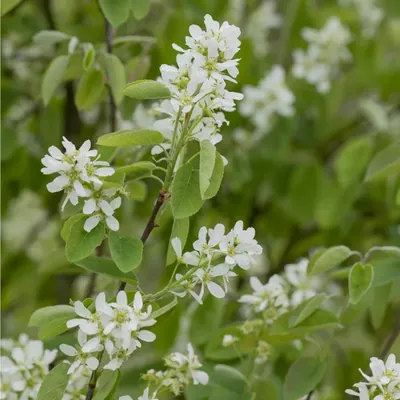Produktbild von Amelanchier rotundifolia Helvetica - Felsenbirne Helvetica - 40-60