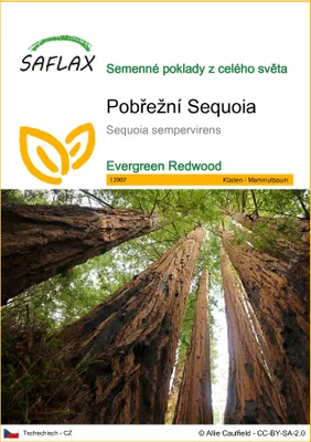 Obrázek produktu pro SAFLAX - Pobřežní Sequoia - Sequoia sempervirens - 50 Semena