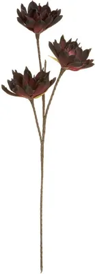 Produktbild von Gilde Echeveria mit 3 BlütenburgundBreite 15,0 cm Höhe 85,0 cm Durchm. 30,0 cm 42655