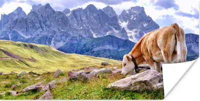 Produktbild von MuchoWow® Poster Alpen - Kuh - Berg 80x40 cm - Wanddeko