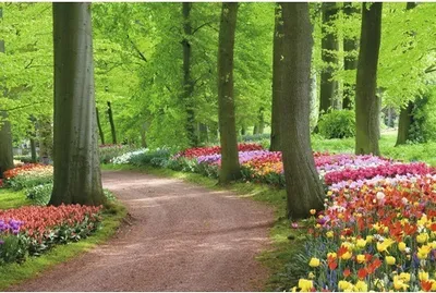 Produktbild von Papermoon VLIES Fototapete, Digitaldruck,  Tulpen Frühlingslandschaft (352)