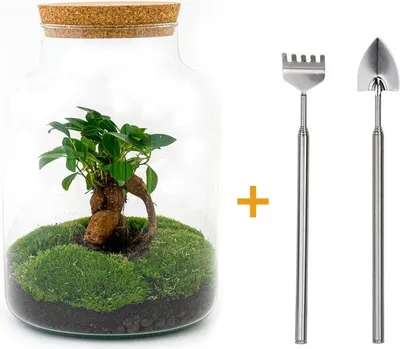 Produktbild von Diy Terrarium - Milky Met Bonsai - ↕ 30 Cm + Rsts