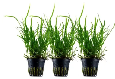 Produktbild von Aquarium Pflanze 3 Stück Microsorum pteropus 'Trident' AquaOne Nr.308G Set