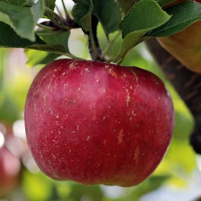 Produktbild von Roter Gravensteiner einjährig Topfballen M9