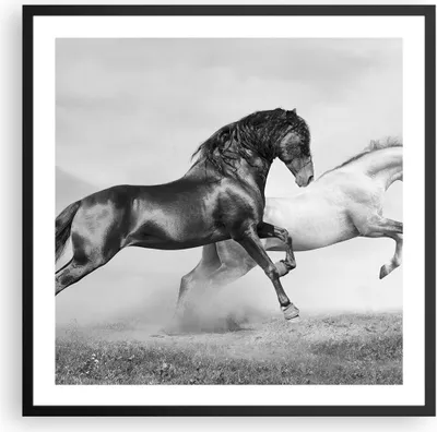 Produktbild von Gerahmtes Poster - Schwarzer Rahmen - Pferde Tiere Galopp Wiese - 60x60 cm - Wand Bild - Wanddeko - Wandbilder - Wandposter - Bilderrahmen - Bilder - Kunstdruck - Wandbild - P2BAC60x60-2683