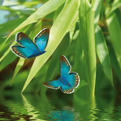Produktbild von Frühling Kunstdruck Bild - Schmetterlings-Tanzœber Dem See (100 x 100 cm)
